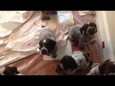 Griffon puppisonic Orchestra