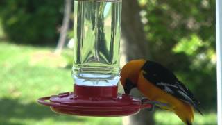 preview picture of video 'Altamira oriole having some sugarwater on a hummingbird feeder. San Benito Texas'