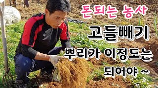 돈되는 농사 고들빼기 뿌리가 크게 키우는법 고들빼기 재배법 고