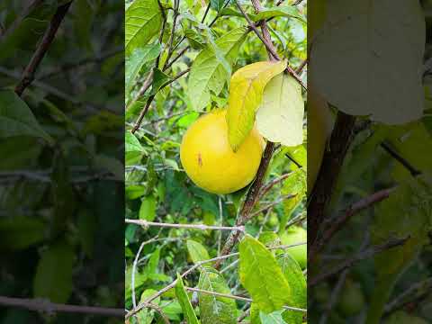 Finca productiva de 10 hectáreas en san Roque Antioquia por solo 550.000.000