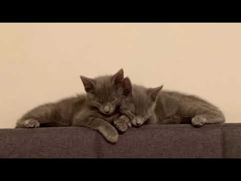 Virtual Community Event at The Regulator featuring Mary, Katherine, and Dorothy!