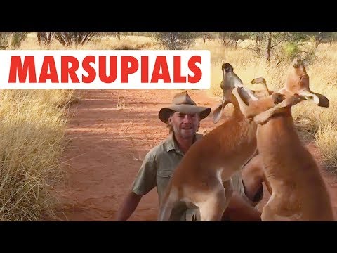 Marsupials