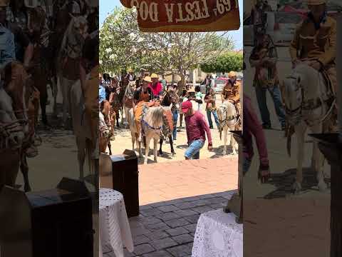 Festa de vaqueiro de patamute curaçá Bahia #viral #vaquejada ￼￼￼