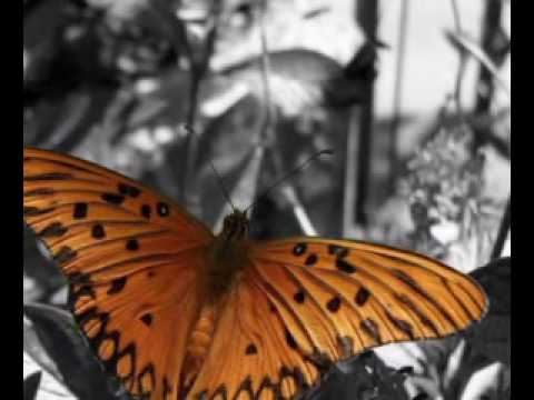 Lenine - Aquilo que dá no coração