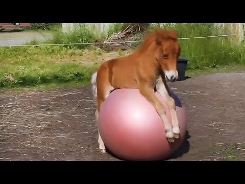 Je voulais un cheval majestueux, mais Dieu m'a envoyé un comédien 🤣.