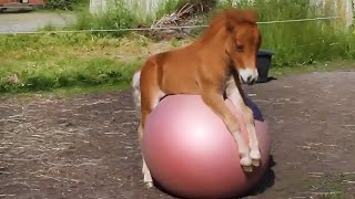 Je voulais un cheval majestueux, mais Dieu m'a envoyé un comédien 🤣.