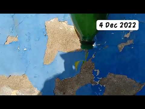 4 December 22 Tomatoes Plant Growth in bottle