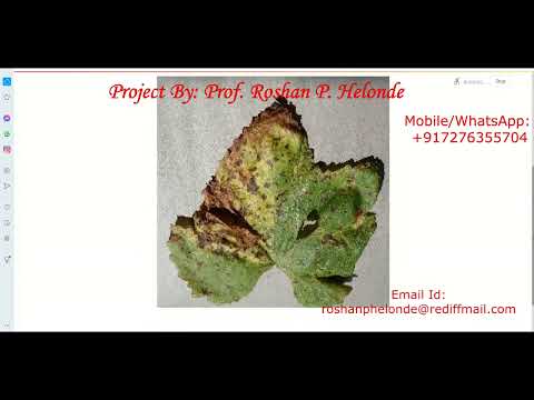 Python Code On Grape Leaf Disease Detection Using Neural Network Cnn Image Processing Project Code