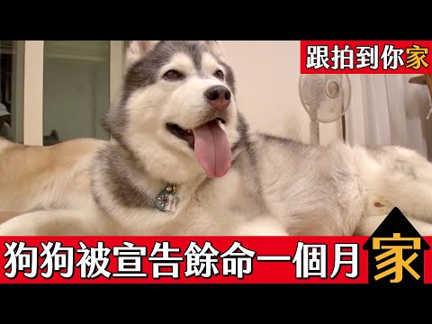 跟拍到你家