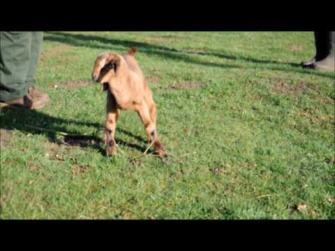 Goat kid enjoys his first walk with keepers at Woburn Safari Park
