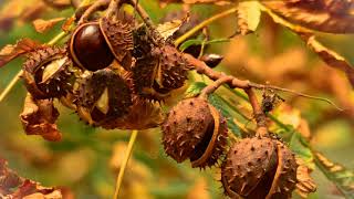 Network Music Ensemble. Secret Garden (HD)