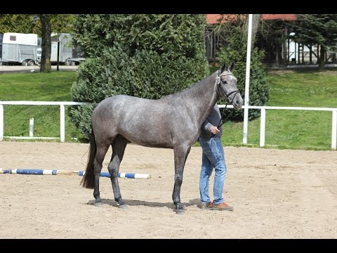 *Grey Pia* 3 jähr. Holsteiner Stute von Clarimo x Corrado