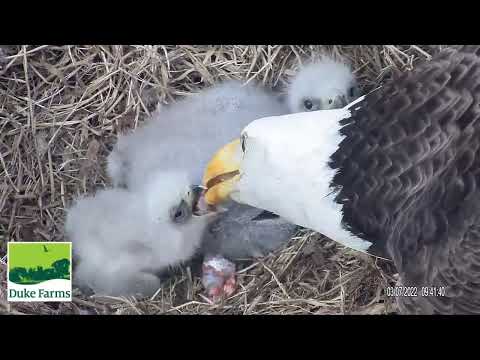 Duke Farms Eagle Cam 07.03.2022 09:46