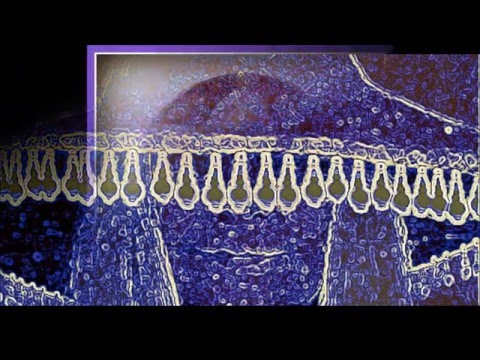 🎶 KUATE LENO LENO MAOTE HAYENO...