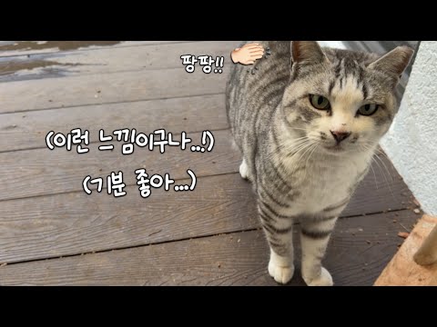 1년 만에 처음으로 궁디팡팡의 기분 좋음을 알게 된 고양이