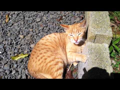 Seraphine, snuggling in the sun (and wind!)