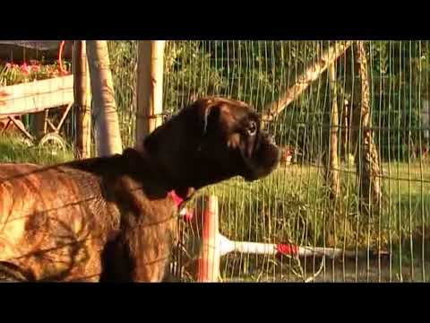 Naif al campo di addestramento 17 09 2011