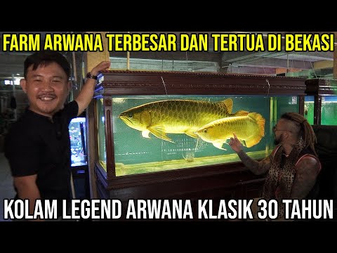 THE LARGEST AND OLDEST ARWANA FARM IN BEKASI CLASSIC ARWANA POND 30 YEARS OLD | AHMAD ARWANA