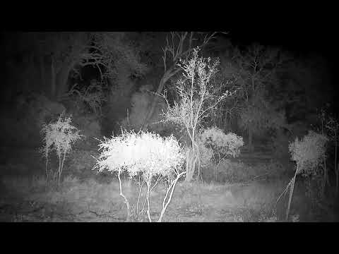 Djuma: Sights and sounds - 20:50 - 08/03/21