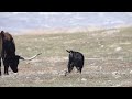Stock Video Baby Black Cow Calf Running And Kicking In Slow Motion