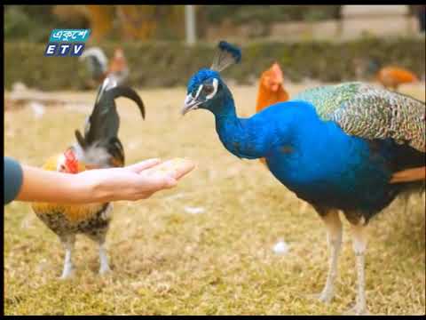 পাখি পালনকারীদের ময়ূর পালনের সুযোগ করে দিচ্ছে জাতীয় চিড়িয়াখানা কর্তৃপক্ষ