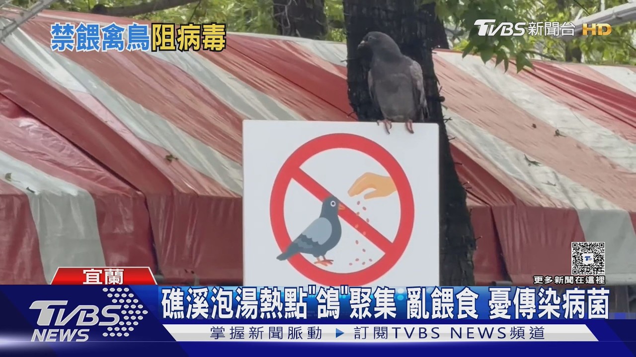 影音／礁溪知名景點淪陷！鴿子攻佔民宅　居民崩潰：病菌恐傳染