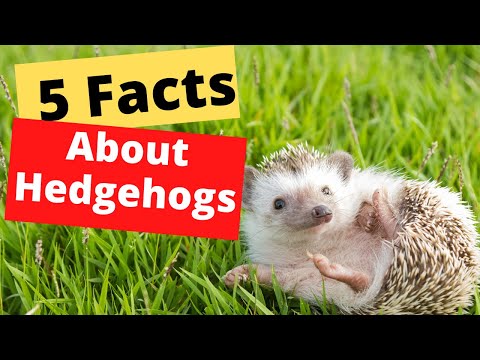 Hedgehog Facts - 5 Interesting Facts About Hedgehogs