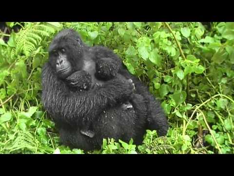 Gorilla Twins, Day 5: Hirwa Group, Rwanda