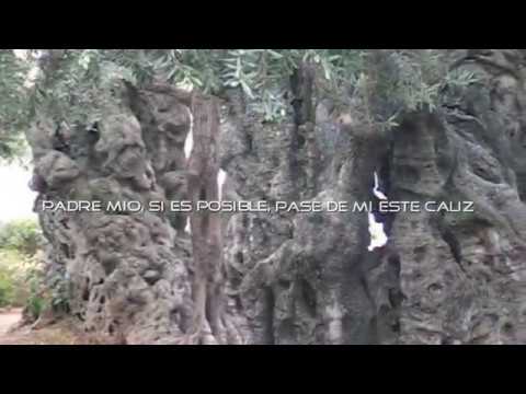 TIERRA SANTA.(27) JERUSALEN GETSEMANI Peregrinación Catequistas DIOCESIS DE SANTANDER. 2010