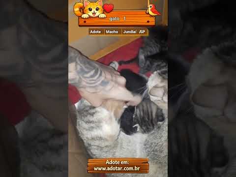 Vídeo de gato 1