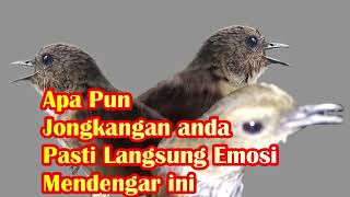 Download lagu Apapun jongkangan anda pasti akan emosi dan ikutan gacor ketika mendengar ini mp3 Download lagu Apapun jongkangan anda pasti akan emosi dan ikutan gacor ketika mendengar ini mp3