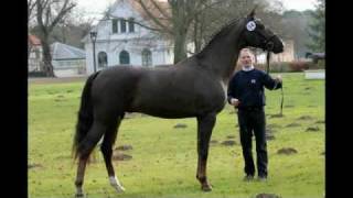 preview picture of video 'www.reitschule-sandbrink.de SKYFALL Sir Donnerhall - Royal Hit Stallion Licensing Redefin 2011'