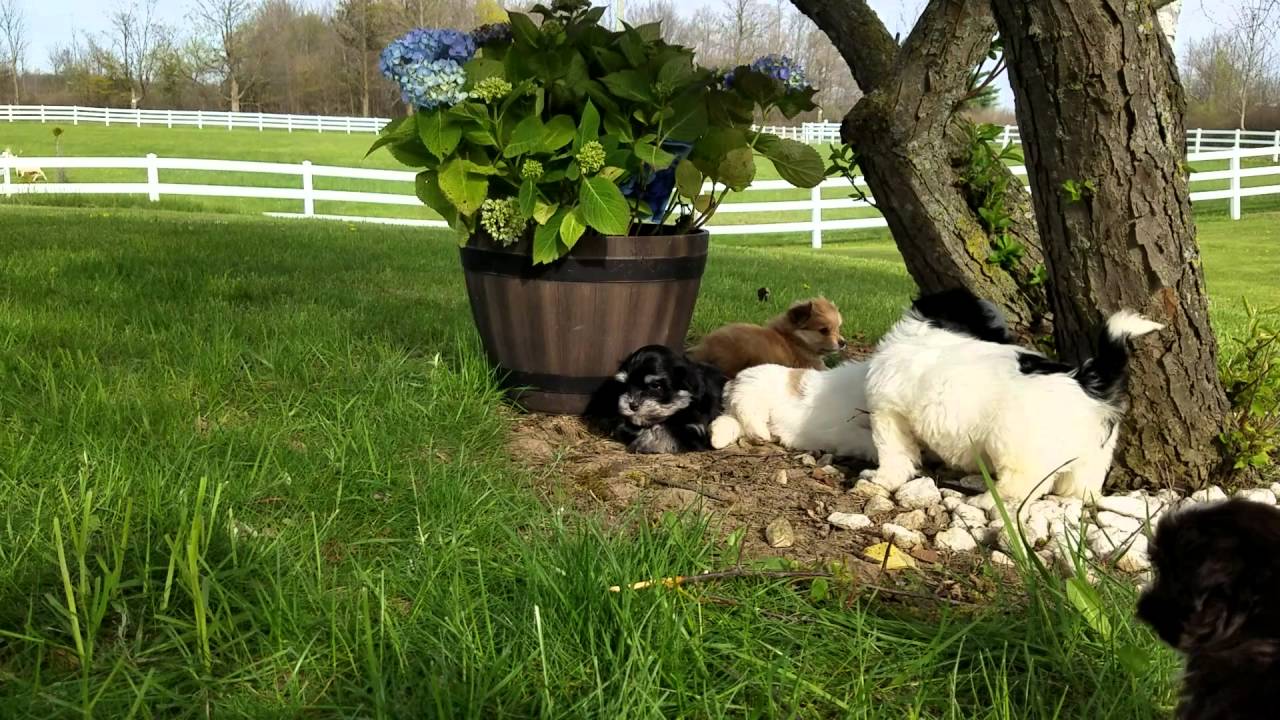 Max is trying not to fall asleep at Heavenly Havanese