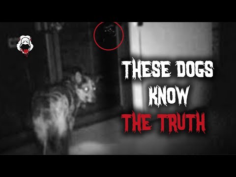 20 SCARY Videos of DOGS Acting CREEPY AF...