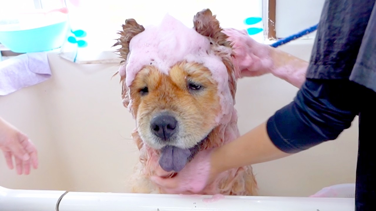 プロにシャップーされるチャウチャウ犬