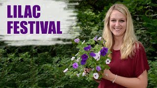 Growing the Lilac Festival Combination