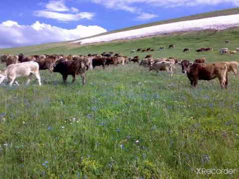 AŞIK MUSTAFA AYDIN GÜZEL BİR TÜRKÜ