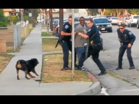 YouTube video about: Can u go to jail for killing a dog?