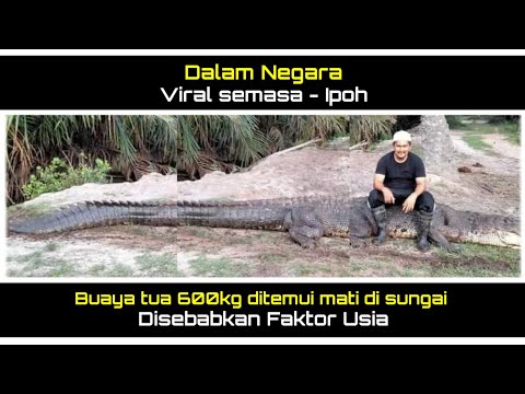 Buaya Ditemui Mati Disungai Trong