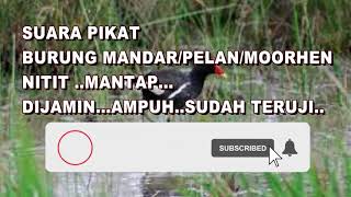 Download lagu SUARA PIKAT BURUNG MANDAR/PELAN/MOORHEN...NITIT...MANTAP..DIJAMIN..SUDAH TERUJI... mp3 Download lagu SUARA PIKAT BURUNG MANDAR/PELAN/MOORHEN...NITIT...MANTAP..DIJAMIN..SUDAH TERUJI... mp3