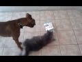 Maine Coon and Boxer play in Ice Cream Bar box ...