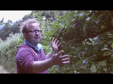 Get Gardening: Summer pruning espaliers