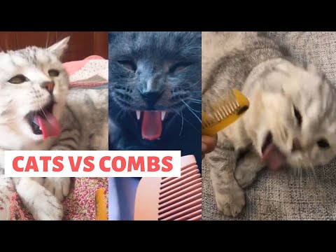 YouTube video about: Does a comb make a cat gag?