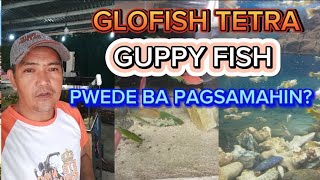 PWEDE BANG PAGSAMAHIN ANG GLO TETRA AT GUPPY?