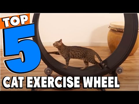 Top 5 Best Cat Exercise Wheel Review In 2022