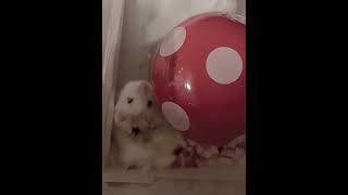 伸びるハム