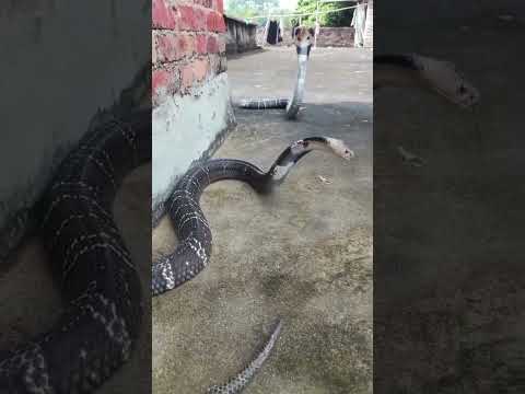 King cobra vs. Mulga snake - Battle of the deadly snakes #greensnake #milksnakes #worldsnake #easter