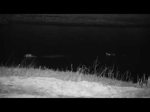 Djuma: Four Hippos - 23:20 - 09/29/2023