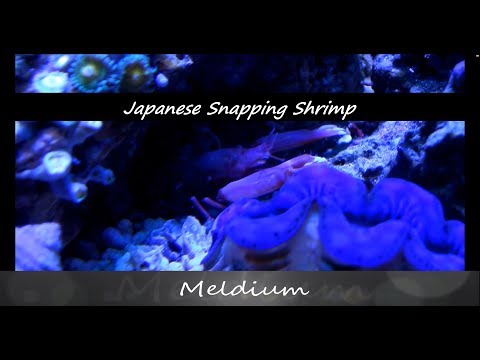 Japanese Snapping Shrimp
