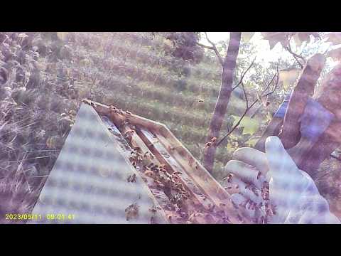 Bella Bees close-up hive hands video thumbnail